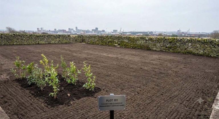 annual plot management img 3 after